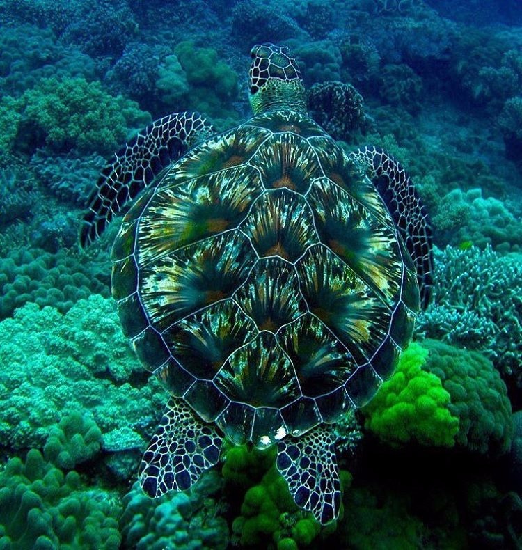 essenceofnatvre:
“There’s nothing like seeing a green sea turtle soaring along in the great blue. 🐢
”