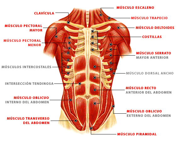 Muscles abdominaux 
